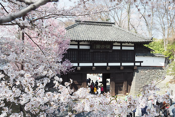 小諸城址懐古園の桜の写真