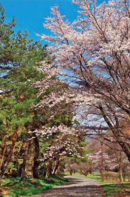 笠取峠のカラマツ並木の写真