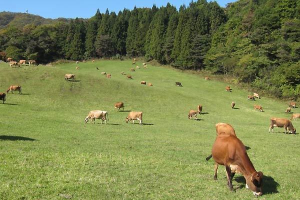 神津牧場の写真