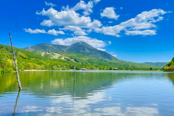 白樺高原の写真