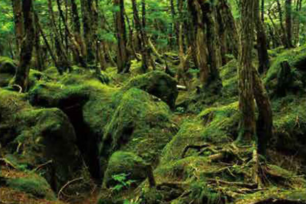 北八ヶ岳苔の森の写真