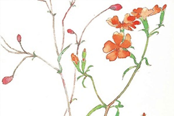 深沢紅子野の花美術館の写真