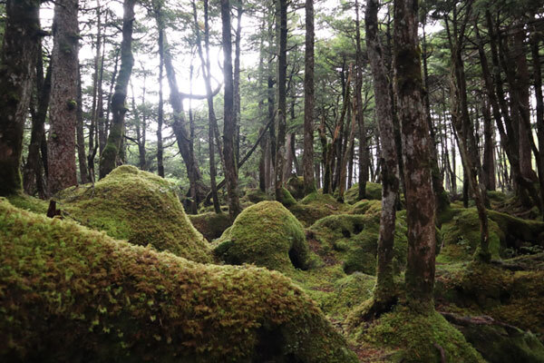 白駒の池のイメージ画像